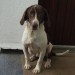 Brown and white dog found in Whitechurch