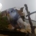 Budgie found by The Lough, south side of  Cork city.