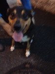 (F) Dog found on Summerstown Drive Wilton