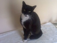 Male Tuxedo Cat Lost near Mahon Point Cork