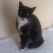 Male Tuxedo Cat Lost near Mahon Point Cork