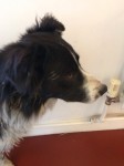 Male collie found in whitegate