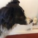 Male collie found in whitegate