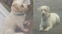 Male white terrier lost in Killaloe
