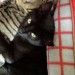 BLACK CAT LOST IN MONTENOTTE