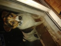 Found Small jack russell type dog in blackrock cork