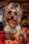 YorkshireTerrier, Male, 2 years old