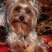 YorkshireTerrier, Male, 2 years old