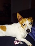 Female Jack Russell found in Limerick