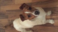 male jack Russell