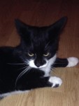 Please help us find out lost cat Lancaster quay area