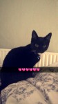 Male Black and White Cat missing from UpperCattle Market Street, Cork City