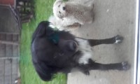 Black collie cross and small white dog clongriffin