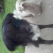 Black collie cross and small white dog clongriffin