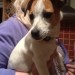 Jack Russel Female found Passage West