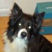 large collie x Grange area