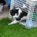 Black & white cat missing in Killeagh