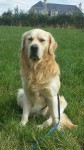 Male Golden Retriever lost Aherla/Cloughduv