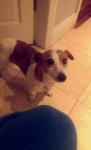Girl Jack Russell found in Blackpool