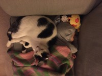 Lost black and white cat