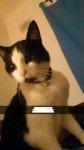 Male cat lost in Oola, Co. Limerick