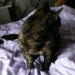 Female black/tan cat lost in Cork City