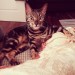Male, Bengal cat lost in Harbour Heights, Passage West.