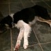 female collie found in blarney