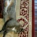 Female tabby cat lost in Hop Island, Rochestown