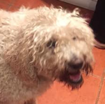 Female Labradoodle(?) Crosshaven