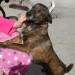 Small Male Terrier lost in Bandon Cork