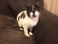 Black & White Cat – Waterford