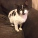 Black & White Cat – Waterford