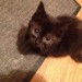 Black Kitten Found Crosshaven