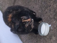 Female tortie in Youghal