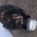 Female tortie in Youghal