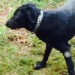 Found Female Black Labrador Young