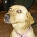 Female lab cross found in Ballincollig