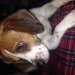 Female Beagle cross found Kanturk