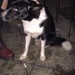 Found female collie outside the Raven in cork city