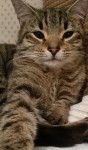 Female tabby lost in killaloe