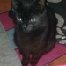 Black female cat Lismore