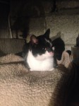 Black and White Male Cat lost Ballycotton