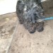 Female black Scottish terrier found