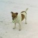 Male jack russell in charleville