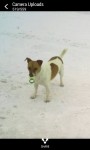 Male jack russell in charleville