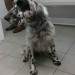 llewellin setter found in Kilkenny