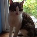 Lost Cat Carrigtwohill