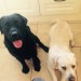 2 Labradors rathcooney area