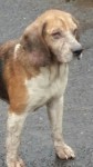 Male Hound found Leamlarar/Glanmire border